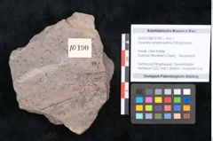 Foto (Objekt + Etikett) von Dryandra comptoniaefolia Ettingshausen (NHMW-GEO-2024-0188-10190)